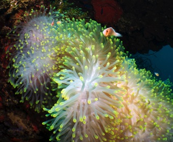 Anemonie
